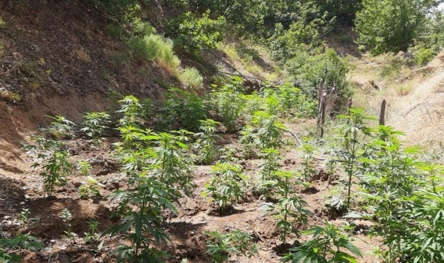 Bingöl’de 6 farklı noktada 2 bin kök kenevir ele geçirildi