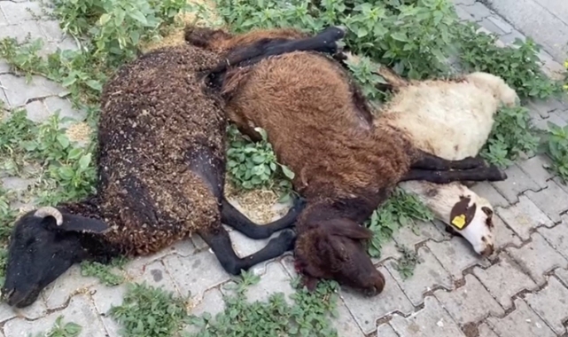 Bingöl'de başıboş köpekler dehşet saçtı!