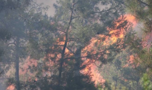 Bodrum'da orman yangını