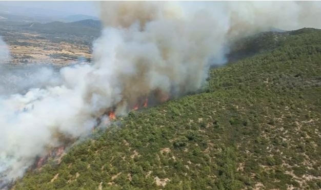 Bodrum'da orman yangını