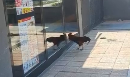Bursa'da ilginç anlar! Sinirlenen horoz...
