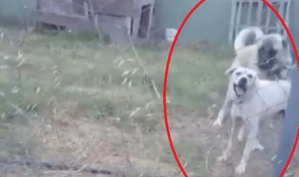 Bursa'da köpek dehşeti