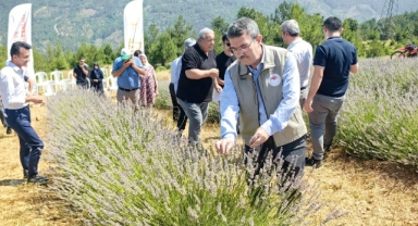 Bursa'da lavanta hasatları başladı!