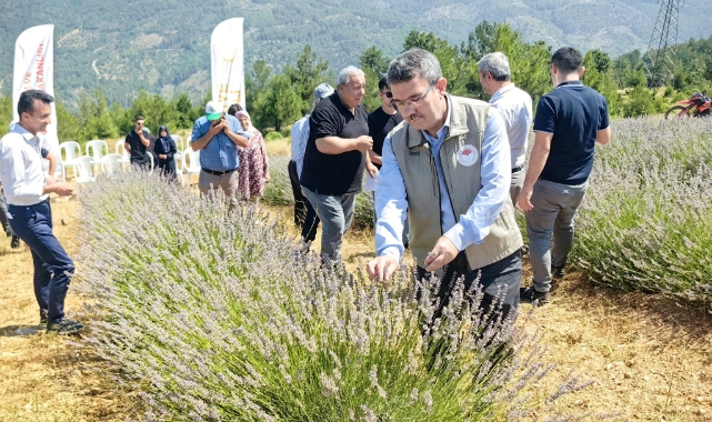 Bursa'da lavanta hasatları başladı!