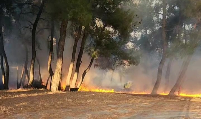 Bursa'da piknik alanında yangın!
