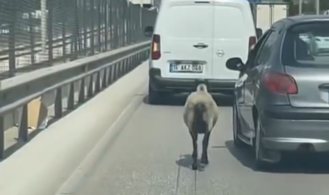 Bursa'da sahibinden kaçan koyun trafiği birbirine kattı