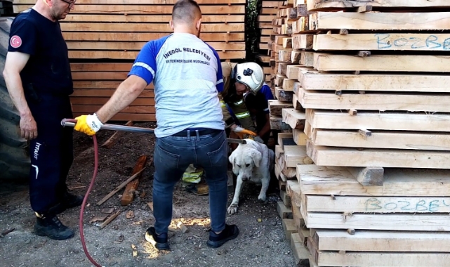 Bursa'da sıkışan köpeğin yardımına itfaiye ekipleri koştu