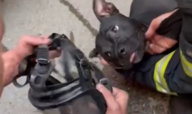 Bursa'da yangında etkilenen köpeğe itfaiyeciler müdahale etti