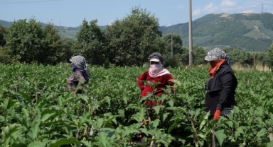 Bursa patlıcanında 12 bin 800 ton rekolte bekleniyor