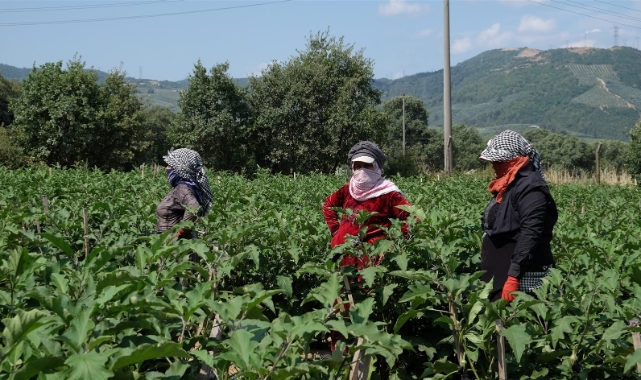 Bursa patlıcanında 12 bin 800 ton rekolte bekleniyor