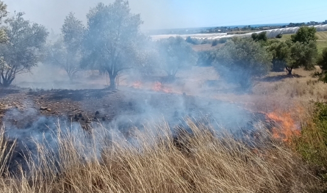 Çöplerden çıkan yangın, zeytin ağaçlarına zarar verdi