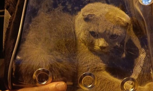 Demirlere sıkışan kedi kurtarıldı
