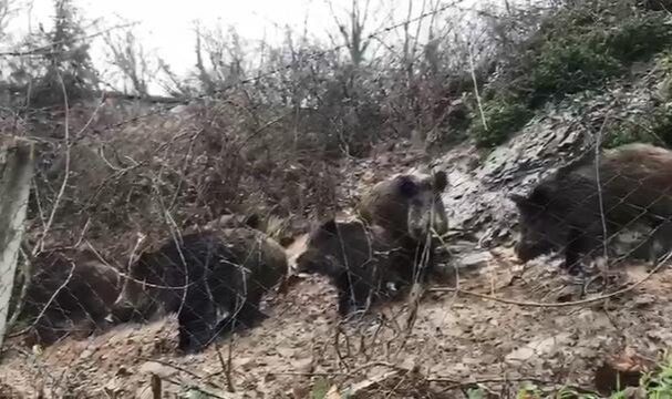 Domuzlar şehre indi