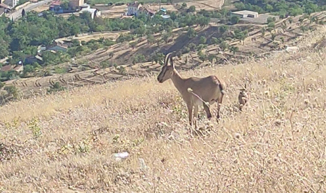 Elazığ’da dağ keçileri görüldü!