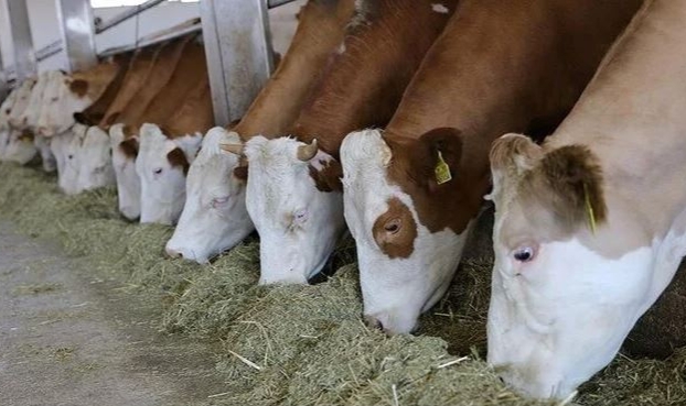 Hayvancılığa yeni destek modeli geliyor