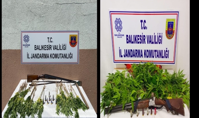 Jandarmadan kenevir operasyonu!