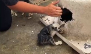 Kafası küvete sıkışan kediyi itfaiye kurtardı!   