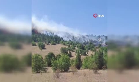 Kütahya'da orman yangını