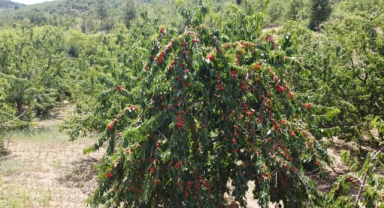 Lezzeti ülke sınırlarını aştı! Tescil bekliyor...