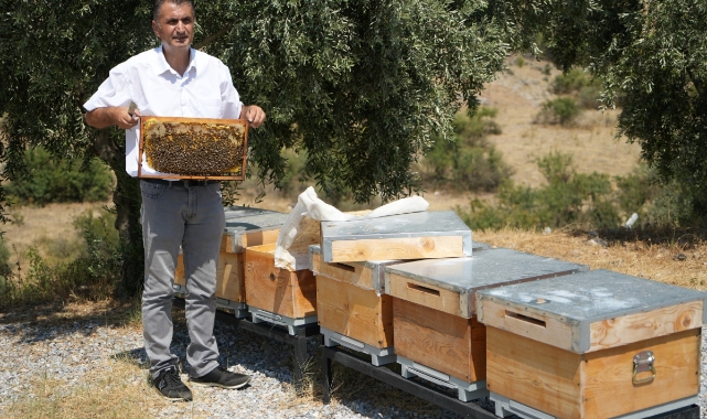 Manisa’da aşırı sıcaklar bal üretimini etkiledi! 