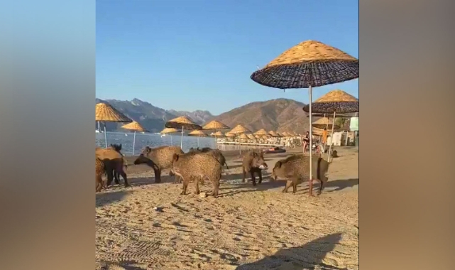 Marmaris'te aç kalan domuzlar, plaja indi
