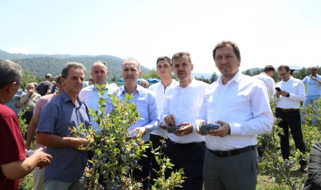 Mavi Yemişte hasat başladı