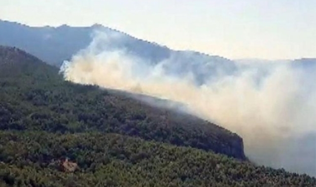 Milas'ta orman yangını
