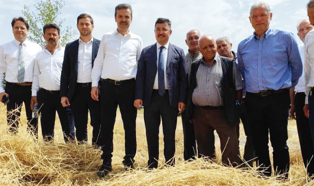 Mudanya'da buğday hasatı başladı!