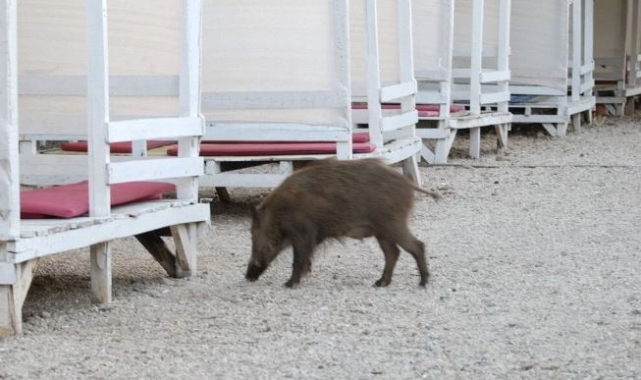 Muğla'da domuz yavruları plaja indi!