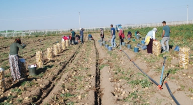 Niğde'de yazlık patates ekiminde rekor artış