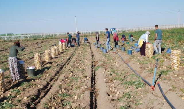 Niğde'de yazlık patates ekiminde rekor artış