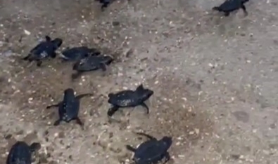 Sahilde mahsur kalan 23 caretta caretta yavrusu denize ulaştırıldı