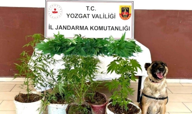 Saksı içerisine ekilmiş kenevir ele geçirildi