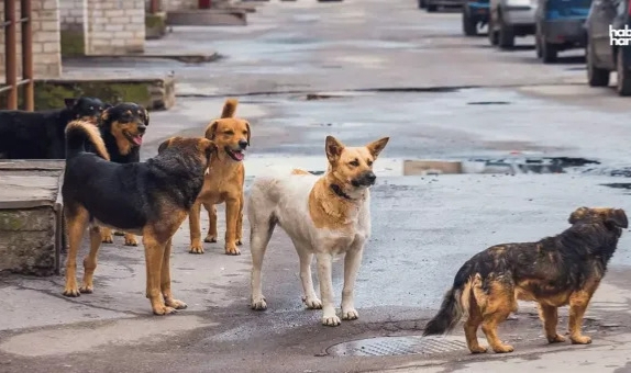 Sokak hayvanları düzenlemesi! Kanun teklifi komisyonda kabul edildi