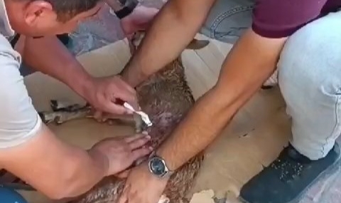 Sokak köpeklerinin saldırısına uğrayan dağ keçisi, tedavi altında!