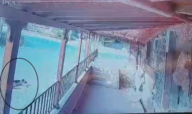 Sürücü yol ortasında yatan köpeğin üzerinden geçti!