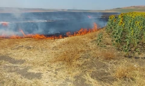 Tekirdağ'da bin 500 dönümlük alan yandı: 1 yaralı
