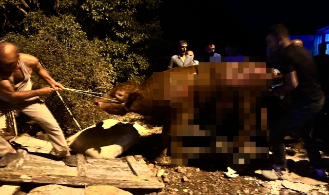 Tunceli’de ahırda yangın! Hayvanlar telef oldu