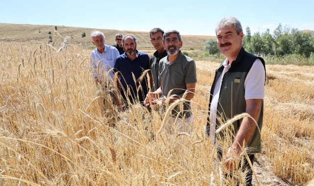 Türkiye'nin tahıl ambarında hasat erken başladı
