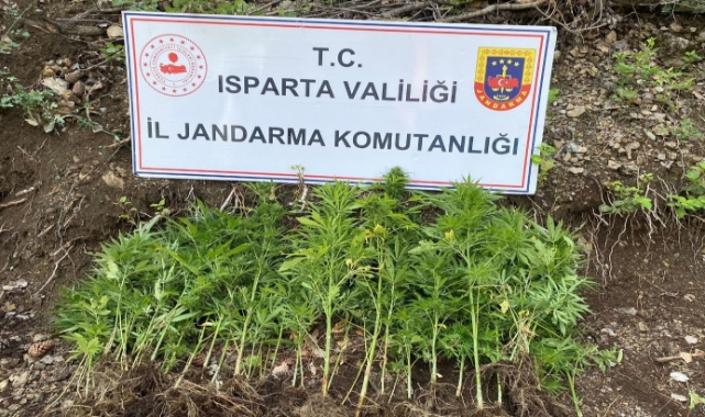 Yasa dışı kenevir dikti, hakkında adli işlem başalatıldı