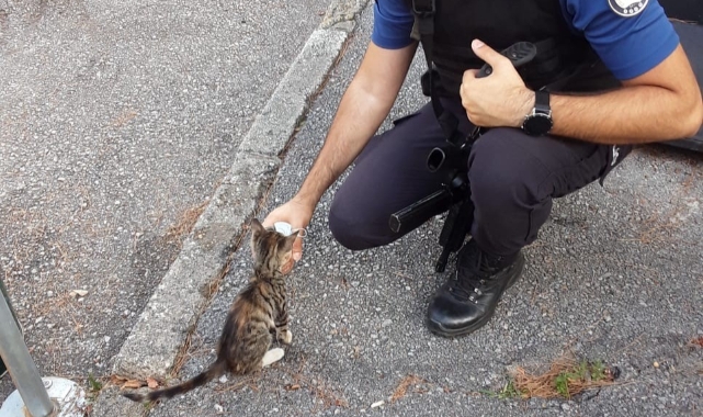 Yavru kedi, polis merkezinin maskotu oldu