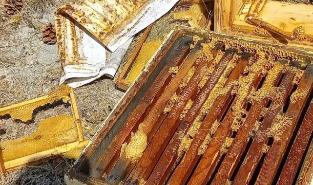 Acıkan ayı arı kovanlarını parçaladı