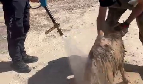 Alt yapı kanalına düşen keçi kurtarıldı