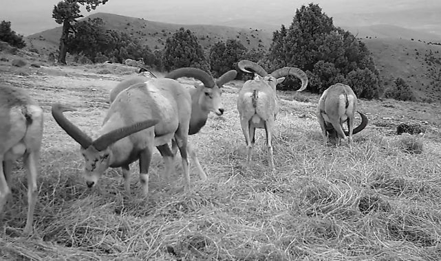 Anadolu yaban koyunları fotokapana takıldı!