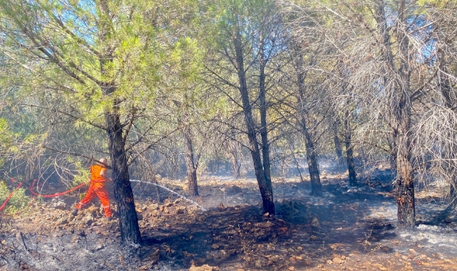 Antalya'da 2 dönüm ormanlık alan küle döndü!