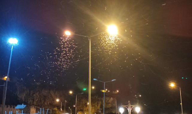 Ardahan’da kelebeklerin "ölüm dansı" devam ediyor