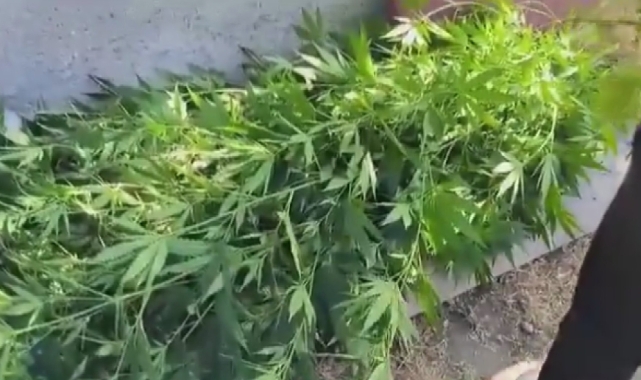 Bahçesinde kenevir yetiştiren şahıs gözaltına alındı