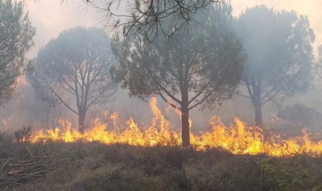 Balıkesir, Aydın ve Muğla’da yangın!