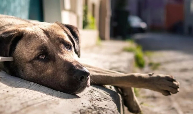 Bursa'dan sokak köpekleri yasasına sert tepki! 'İptal edilmeli'