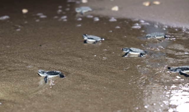 Caretta carettalar evlerine kavuştu